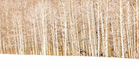 Row of Aspen Trees