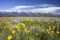 Colorado, Jackson Hole, Yellowstone