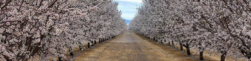Almond Trees print