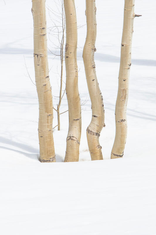 Aspen trees art print