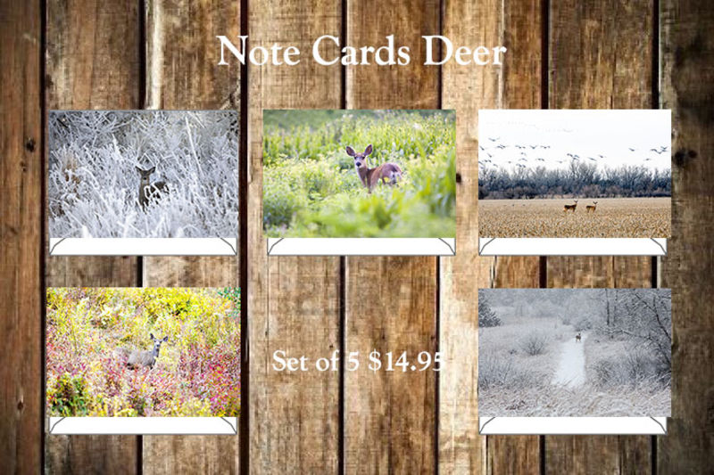 Deer Note Cards print
