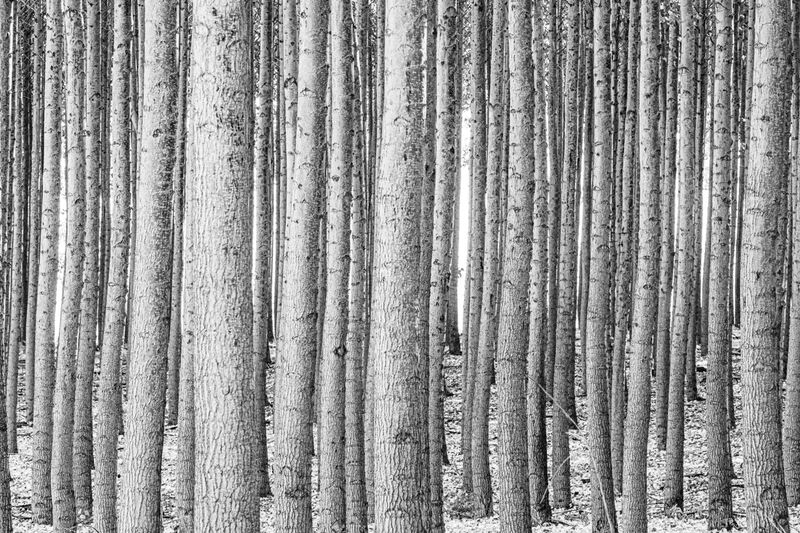 Tree farm print