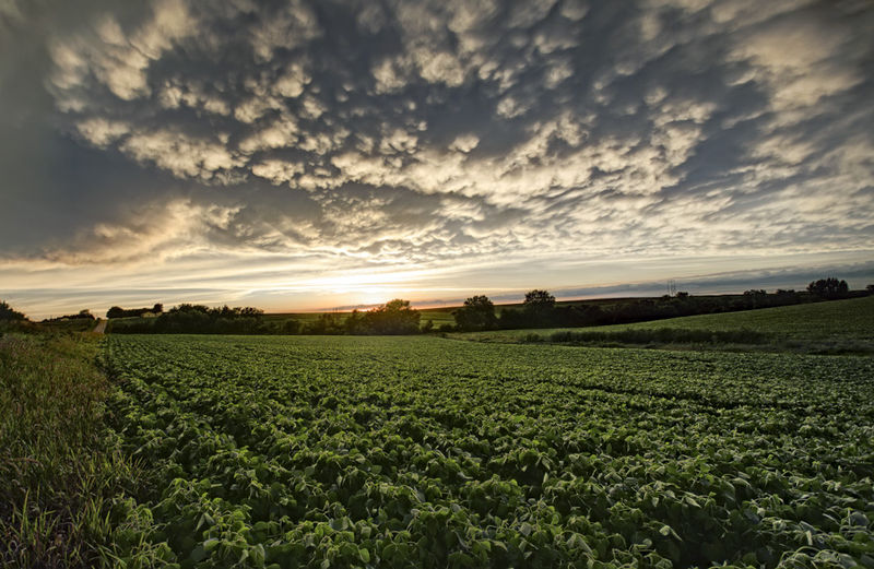 Gretna Patterns print