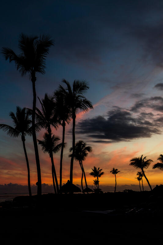 Palm Trees in the Florida Keys print