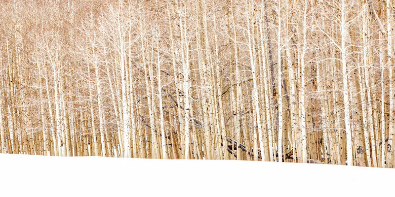 Row of Aspen Trees print