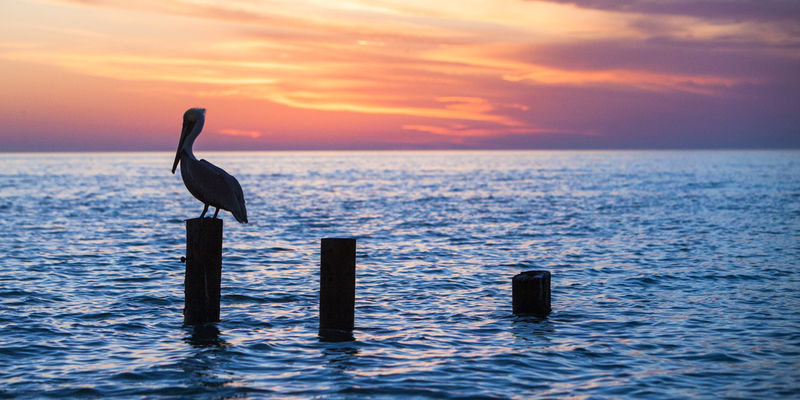 Old Naple Pier sunset print