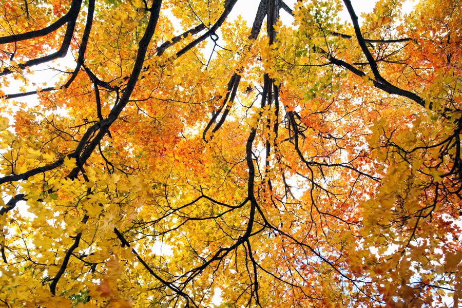 2014 Nebraska Calendar, fall colors, yellow, tree, Nebraska city, photography