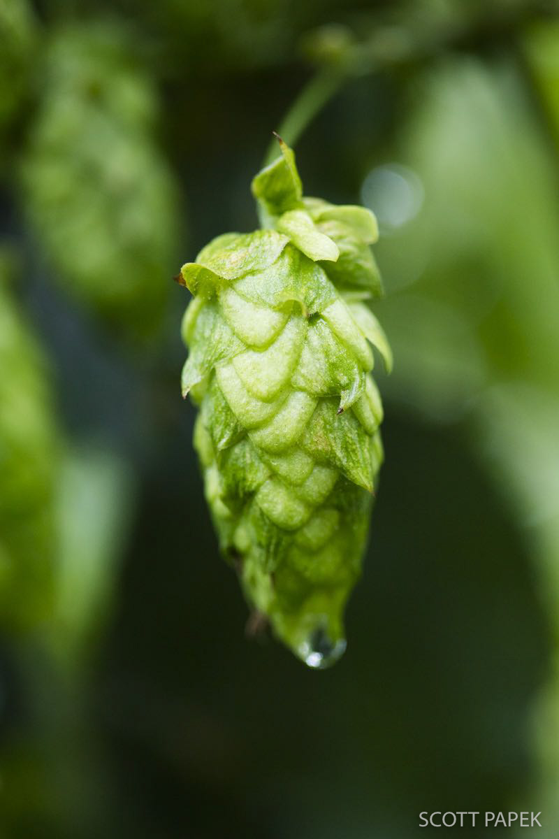 45% off any hop picture. Please enter lovehops in the discount code in the shopping cart.