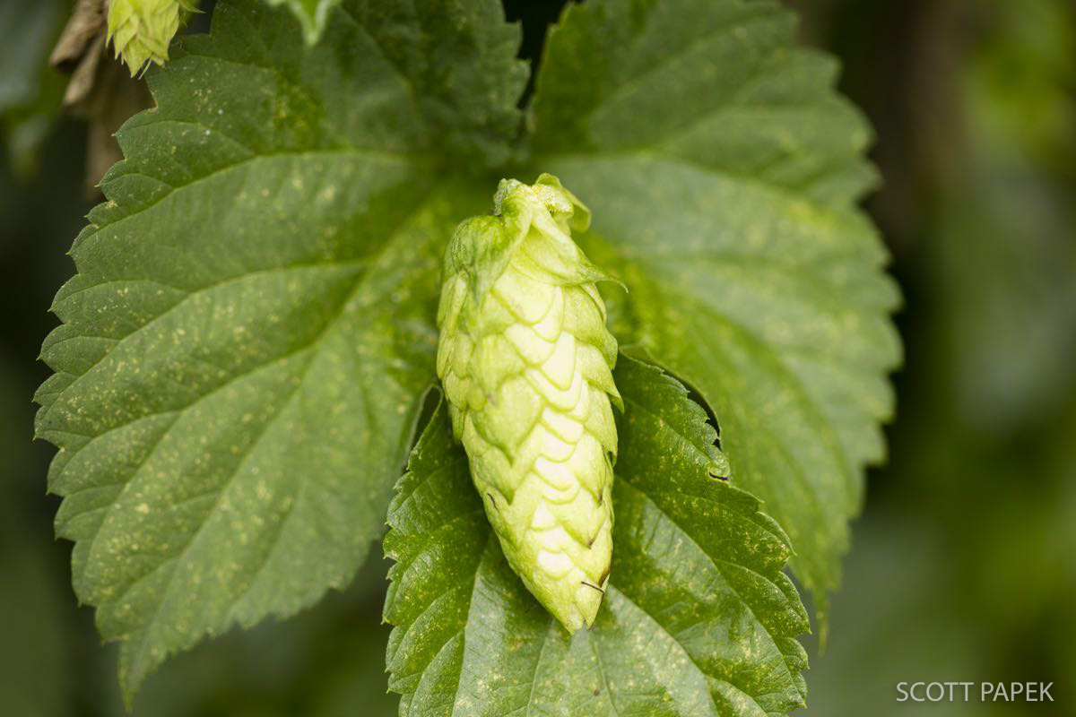 45% off any hop picture. Please enter lovehops in the discount code in the shopping cart.