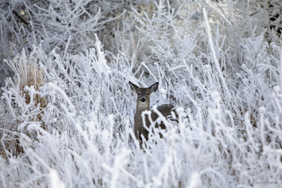 &ldquo;Surrounded&rdquo; was taken December 2010 in Anita, Iowa. &ldquo;Surrounded&rdquo; is a limited edition of only 300 gallery...