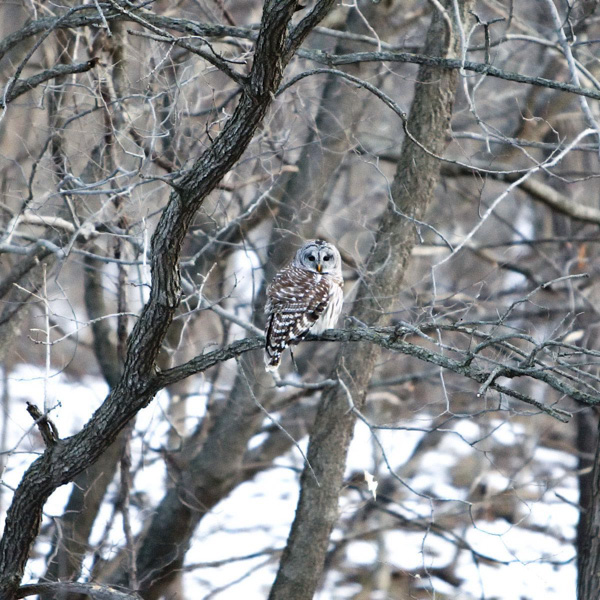 Nature, photography, prints