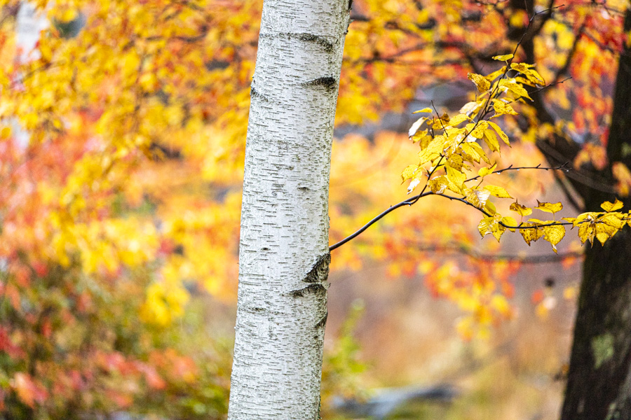 Birch Tree in the Fall